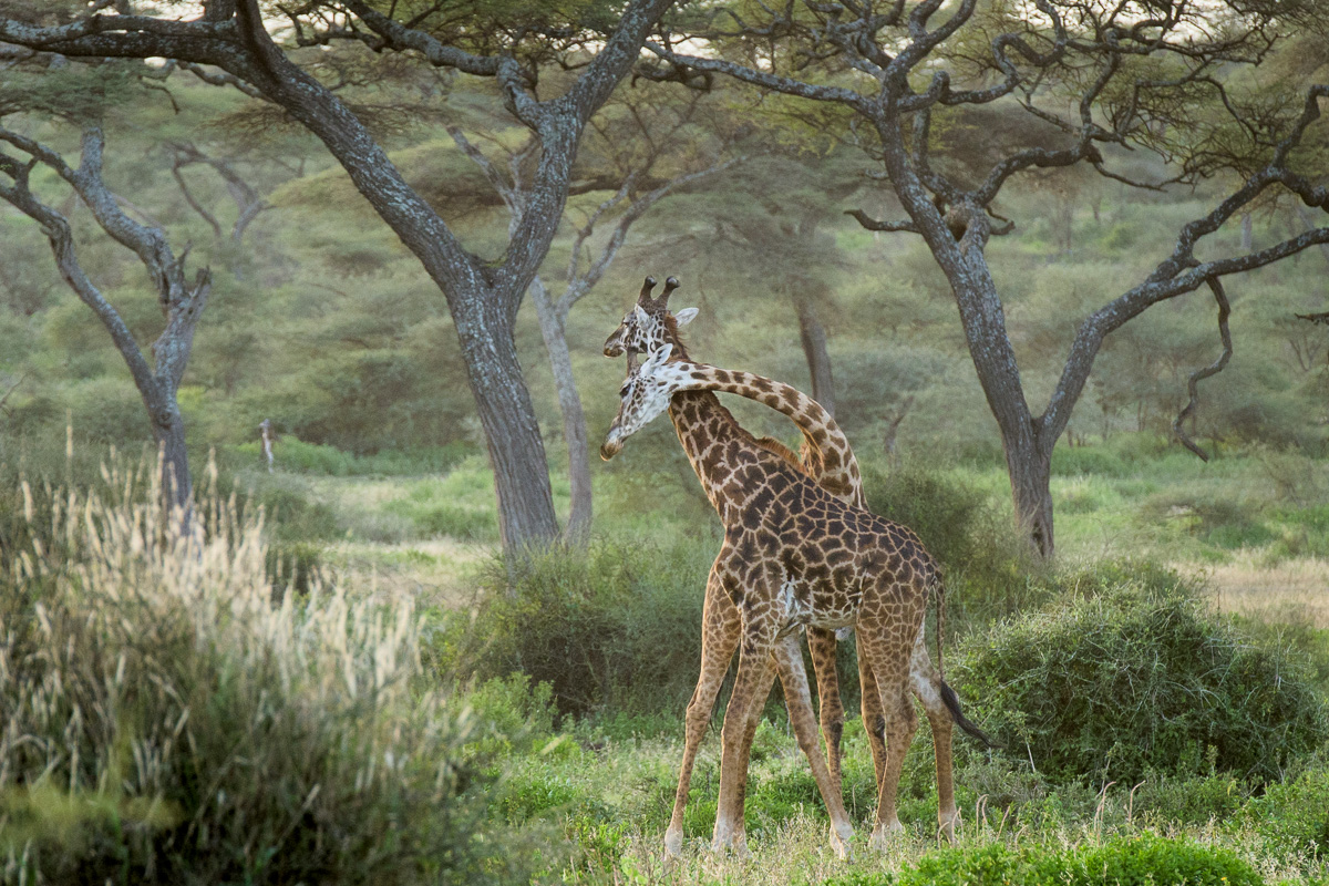 This is a series showing two juvenile giraffes play fighting.When a giraffe wants to ‘attack’ another giraffe, he stands perpendicular and tries to wrap his neck around the neck of his target, ideally violently hitting the other giraffe with his horns.